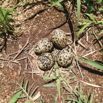 293557422_171278438724100_1420053667591687556_n